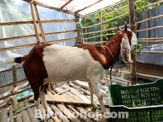 ব্রিটল মায়া ছাগল
